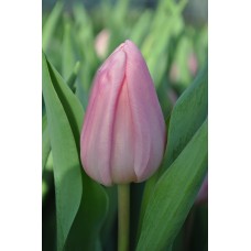 Tulipa Aafke